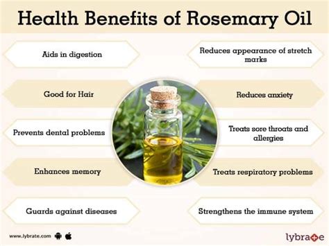 Rosemary Oil Benefits And Its Side Effects Lybrate