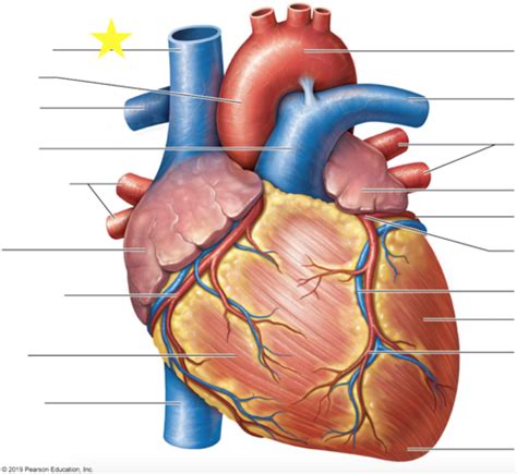 Lab Practical Heart Arteries Veins Flashcards Quizlet