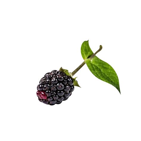 Fresh blackberry isolated on transparent background 27144272 PNG