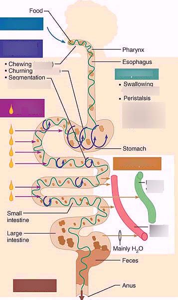 Mod Lec Pathway Of Food Peristalsis Segmentation Etc Diagram