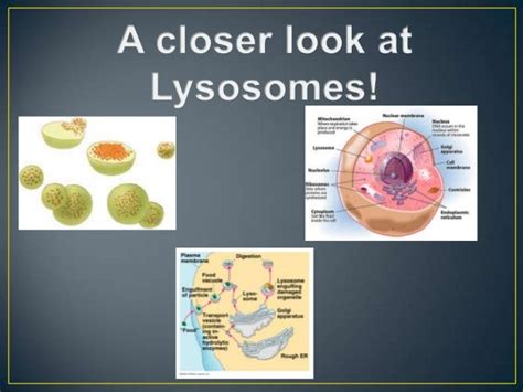 A Journey Into Lysosomes And Peroxisomes