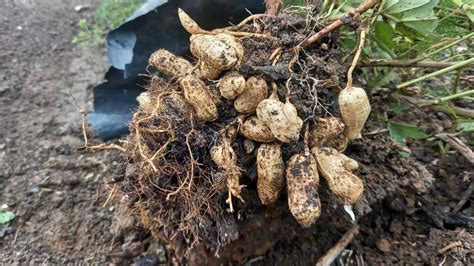 My first peanut harvest : Kat's Garden