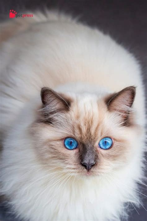 beautiful cat breeds  unique coat patterns  colors petpress