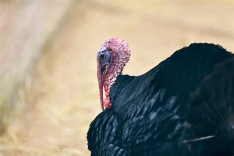 Head Of Turkey Close Up Stock Image Everypixel