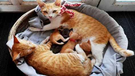 Take Care Of Newborn Kittens A Mother Cat Healthy Guideline