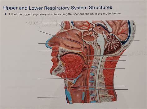 Solved Upper And Lower Respiratory System Structures