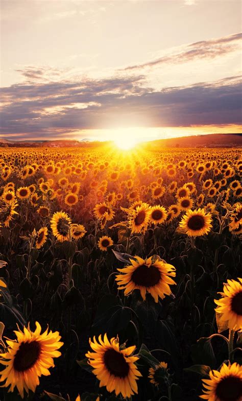 sunrise field wallpapers top  sunrise field backgrounds