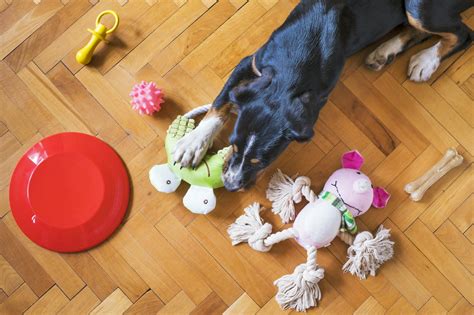 Les chiens se souviennent des noms de leurs jouets Une étude récente