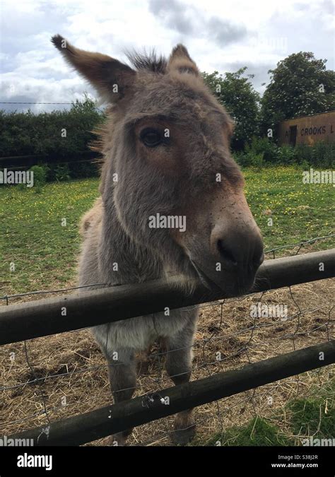 Donkey Needs A Scratch Stock Photo Alamy