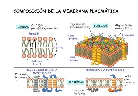 Tema 09 La Membrana Plasmática Y Otros Orgánulos Membranosos Porfolio De Despoina Kampyli