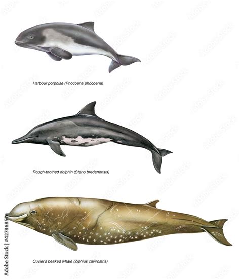 Poster Foto Illustration Of Different Species Of Mediterranean