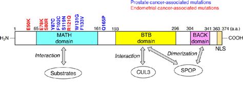 Figure 1 From The Roles Of SPOP In DNA Damage Response And DNA