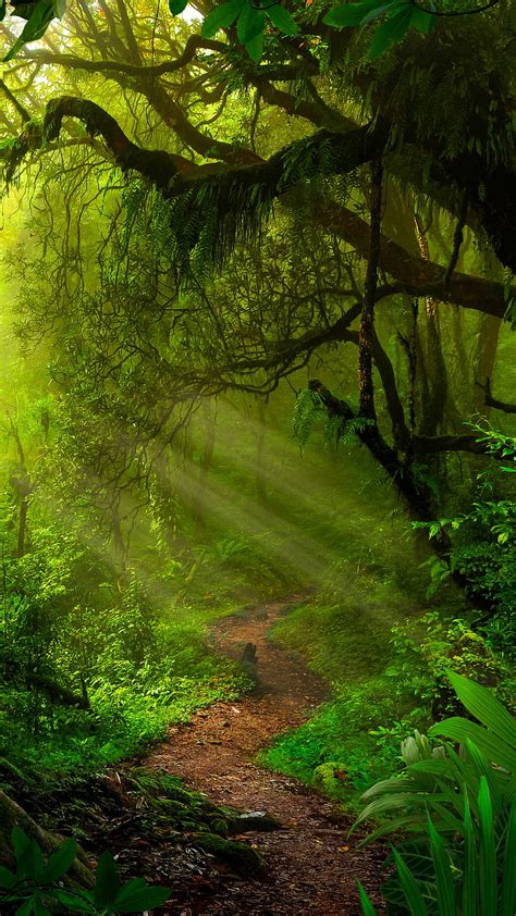 Nature Jungle Wallpaper Hd