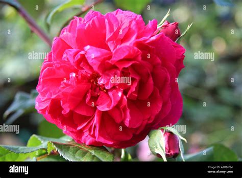 Red rose. Tess of the D'Urbervilles Stock Photo - Alamy