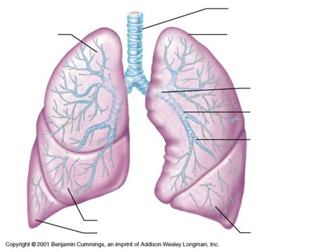 Structures Of The Lower Respiratory Tract Diagram Quizlet