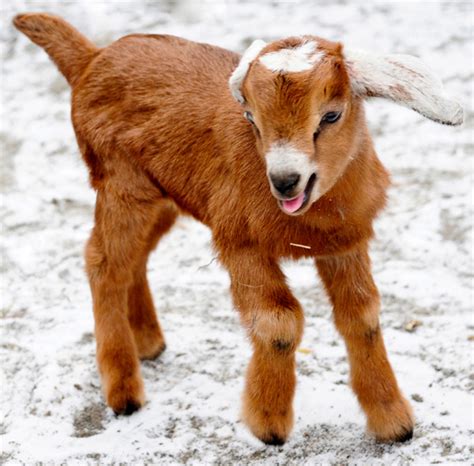 Photo: baby Mini-Nubian Goat