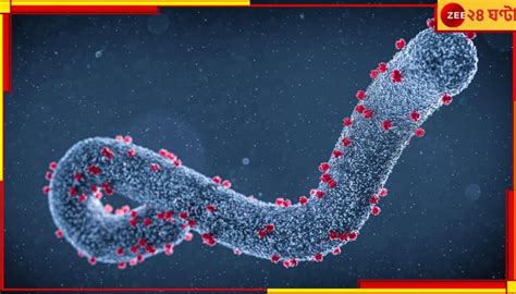 Marburg Virus ইবোলার মতোই ভয়ংকর কী এই মারবার্গ আসছে নতুন মারণভাইরাস