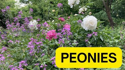 Magic Garden Piwonie Peonies Funkie Hostas Pfingstrosen Subt