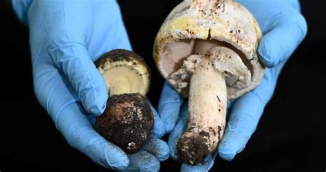 Suspected Mushroom Poisoning Australian Woman Charged With Three