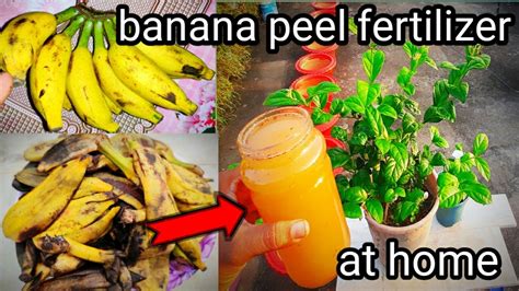 How To Make Banana Peels Fertilize At Home Youtube