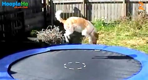 Dogs Who Love Trampolines