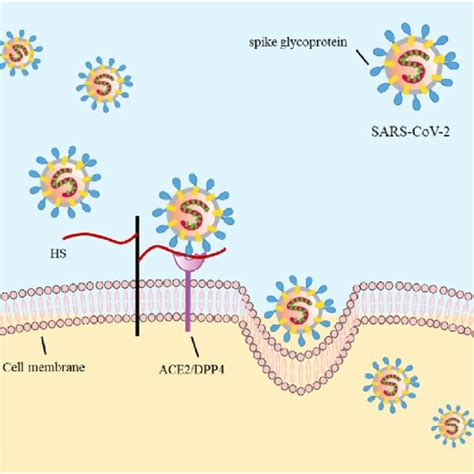 Illustration Of Heparin And Heparan Sulfate Hs Structure Download