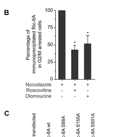 Asynchronous Or Nocodazole G2 M Arrested HeLa Cells Were Treated With