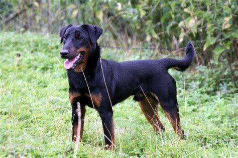 Pin by Alex on Х Jagdterrier (German Hunting Terrier) | Hunting dogs