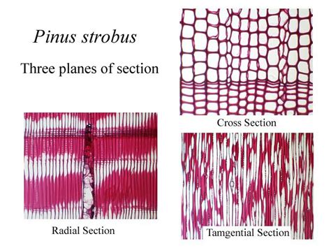 Cross Radial And Tangential Sections Of Pine Wood UWDC UW Madison