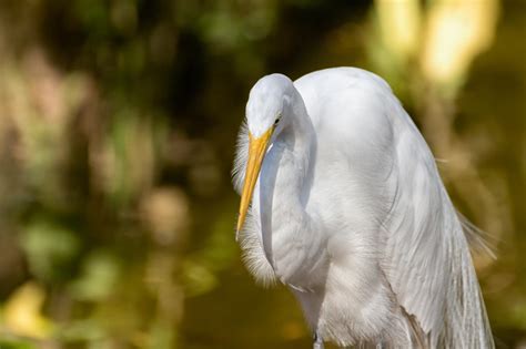 Great egret (Ardea alba)