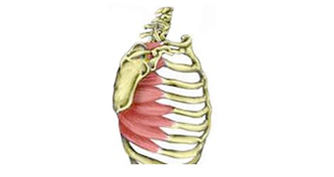 Shoulder Girdle Muscles - Origins, Insertions, Action and Exercises