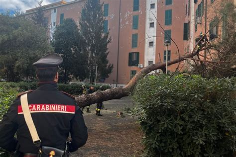 A Roma Inaugurato L Albero Di Natale Di Piazza Del Popolo La Magia Si