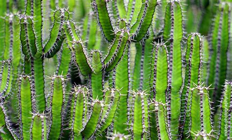 Qu Adaptaciones Tienen Los Cactus Te Sorprender Saberlo Vibra