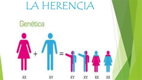 La Importancia De Entender La Herencia Concepto Tipos Y Ejemplos Porn Sex Picture