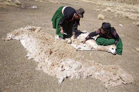 La Lana De Alpaca De Perú De Los Andes A Las Tiendas De Lujo De Todo El Mundo