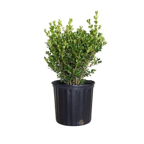 FLOWERWOOD 2 5 Gal Japanese Boxwood Live Shrub Plant Glossy Light