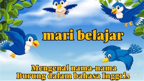 Belajar Mengenal Nama Nama Burung Bahasa Indonesia Dan Inggris