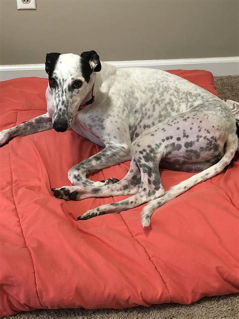 This lemgthy girl came off the track yesterday due to COVID related