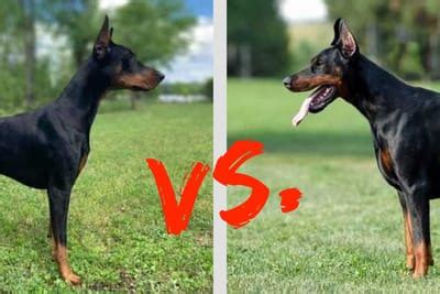 American vs. European Doberman: A Side-by-Side Comparison – Doberman Planet