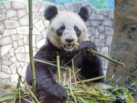 giant panda stock photo image  tropical animal