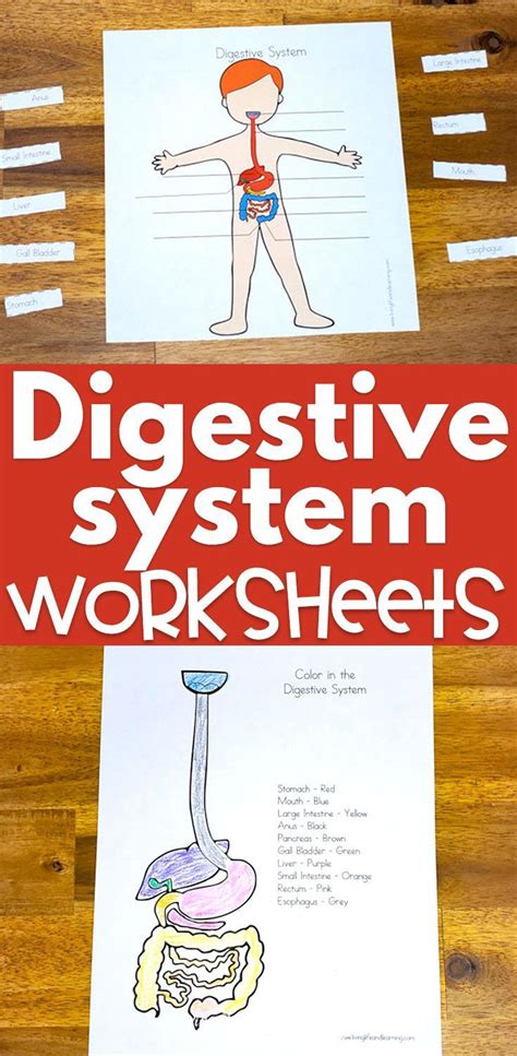 Digestive System Worksheets for Kids | Digestive system worksheet, Worksheets for kids, Science ...