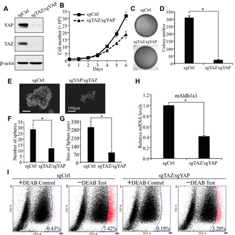 Taz Yap Knockout Inhibits Human Nsclc Cell Anchorage Independent