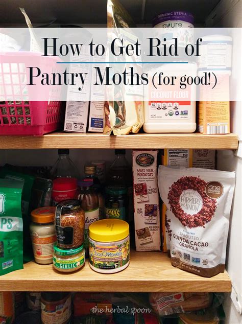 How To Get Rid Of Pantry Moths For Good The Herbal Spoon