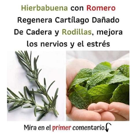 Hierbabuena Con Romero Regenera Cart Lagos Da Ados De Cadera Y Rodillas