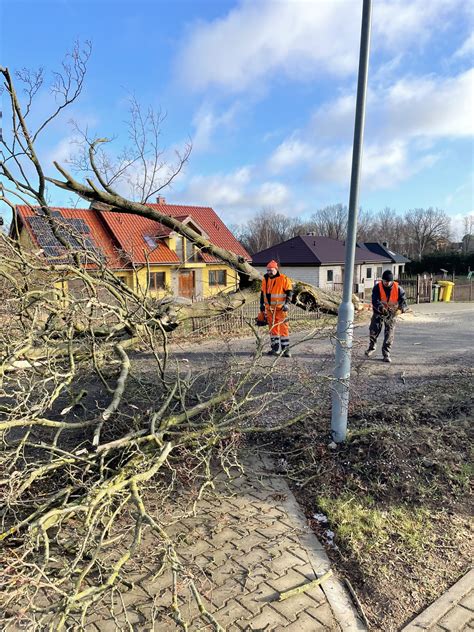 Wycinka drzew w pasach drogowych dróg powiatowych Zarząd Dróg