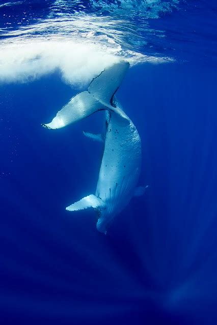 Humpback Whales Tonga Tonga 2010 Humpback Wha Tonga 2010 Flickr