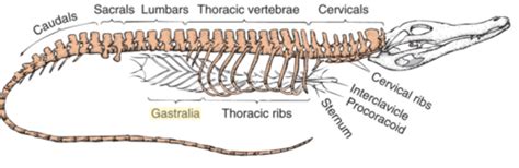 Reptile MSK Anatomy Flashcards Quizlet