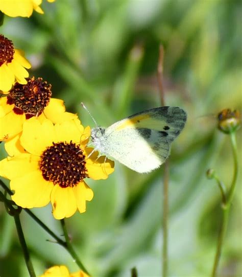 Dainty Sulphur From South Side Corpus Christi Tx Usa On April