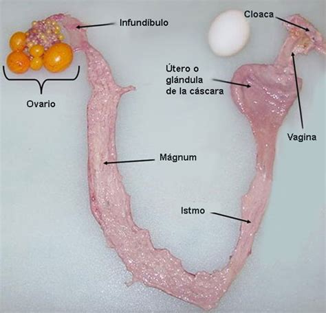 Formación De La Cáscara Del Huevo El Papel Del Calcio El Sitio Avicola