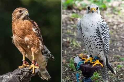 Falcon Vs Hawk : What's the Difference Between These Birds? - Pets ...